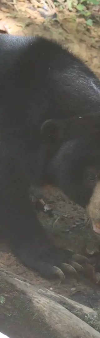 Nicht nur in Bern kann man Bären sehen!